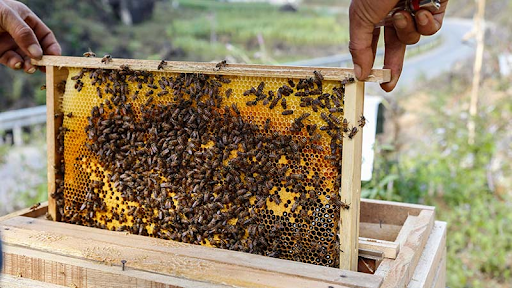 Bí quyết nuôi ong mật hiệu quả cao
