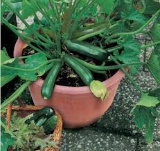 images-11