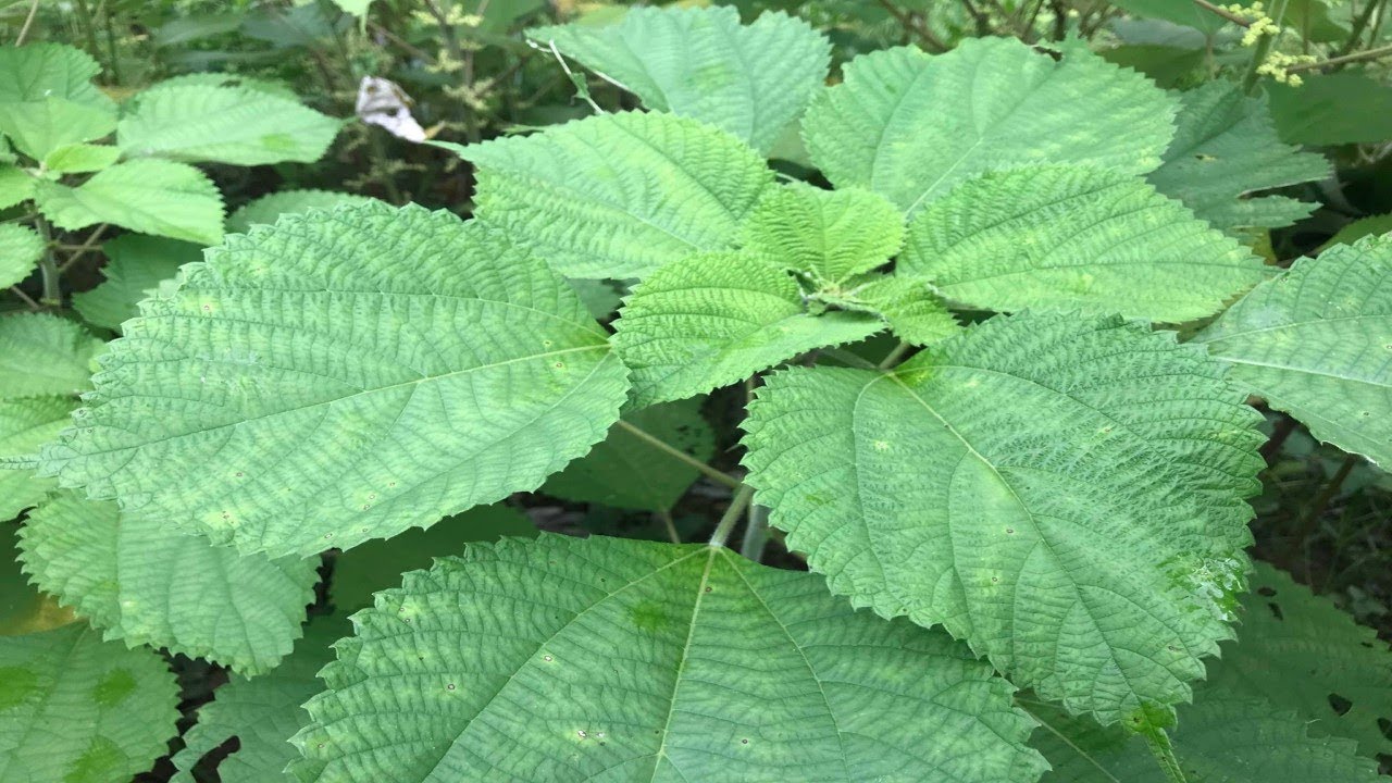 kythuattrongcaygaixanh4