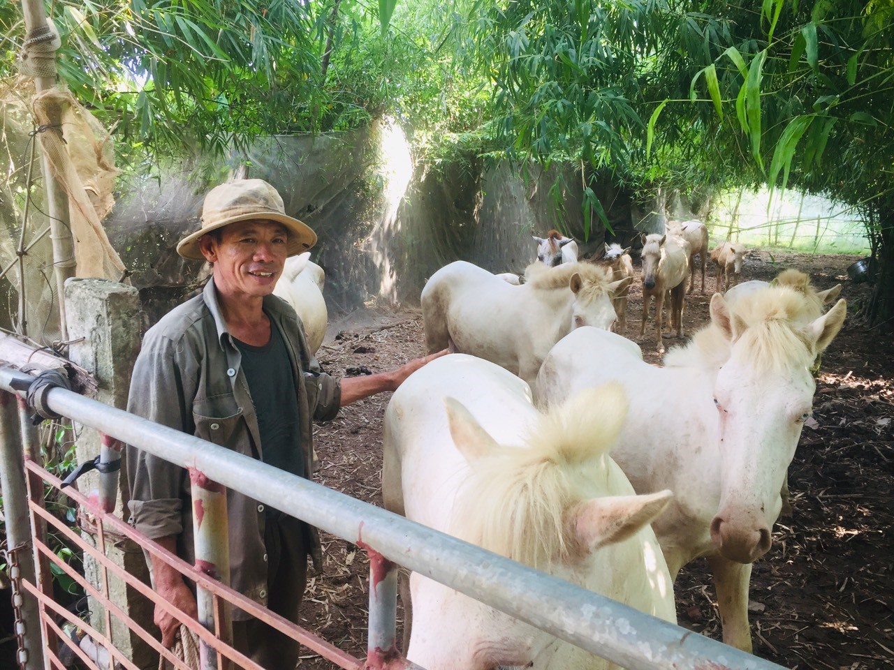 nguabachhaiduong