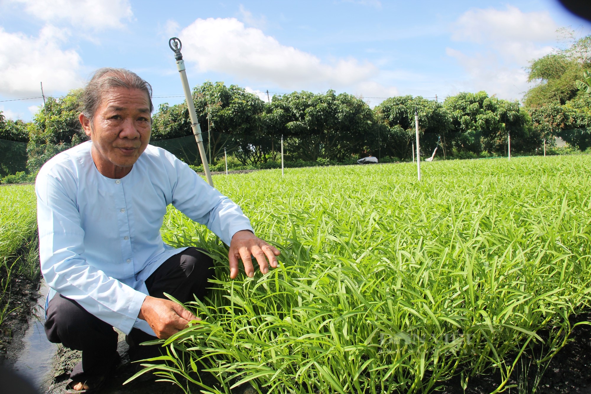 trong-rau-muong