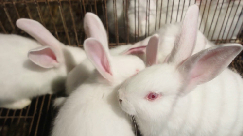 Tự phối trộn thức ăn chăn nuôi thỏ, thu lãi gần nửa tỷ đồng mỗi năm